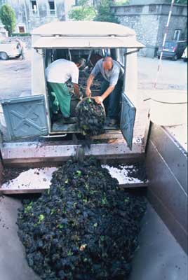 vinification